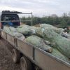 7ft (210cm-240cm) - Premium Grade Nordman Fir Christmas Tree - Image 2