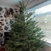 7ft (210cm-240cm) - Premium Grade Nordman Fir Christmas Tree - Image 3
