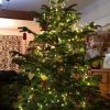7ft (210cm-240cm) - Premium Grade Nordman Fir Christmas Tree - Image 8