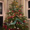 7ft (210cm-240cm) - Premium Grade Nordman Fir Christmas Tree - Image 10