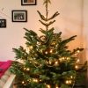 7ft (210cm-240cm) - Premium Grade Nordman Fir Christmas Tree - Image 7