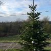 10ft (300cm-360cm) - Premium Grade Nordman Fir Christmas Tree