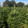 4ft (120cm-150cm) -  Premium Grade Nordman Fir Christmas Tree