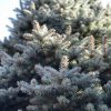 7ft (210cm-240cm) - Premium Grade Nordman Fir Christmas Tree - Image 5